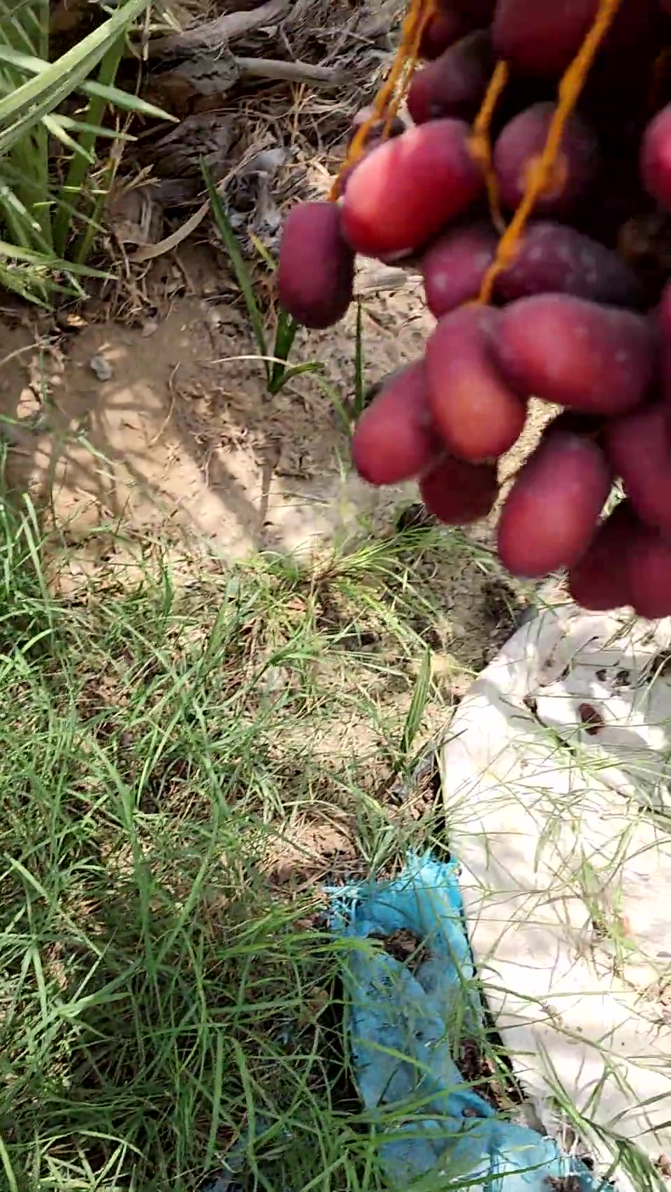 VARAS Food palm orchard — dates ripening on the tree